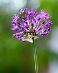 The flower of a decorative onion is taken in close-up