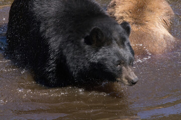 Black Bear swimming 