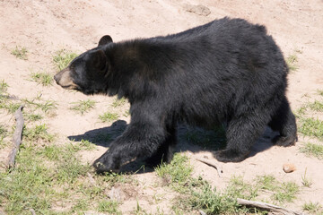 Fototapeta premium Black Bear outdoors in the sunshine