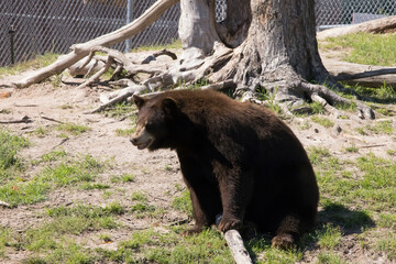 Brown bear in the sunshine
