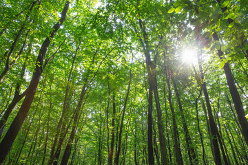 Forest trees. nature green wood sunlight backgrounds - 692711777