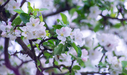 apple tree blossom at spring