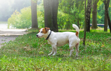 Jack Russell terrier dog in the park on grass