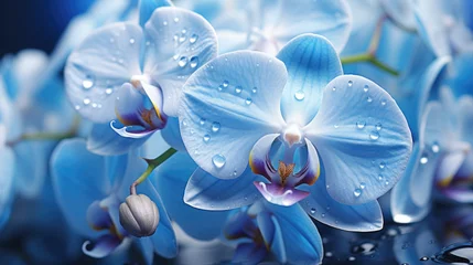 Rolgordijnen Beautiful fresh blue orchid flowers with water drops © Alina Zavhorodnii