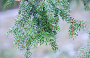 Green spruce branches with needles ice and snow covered in winter.
