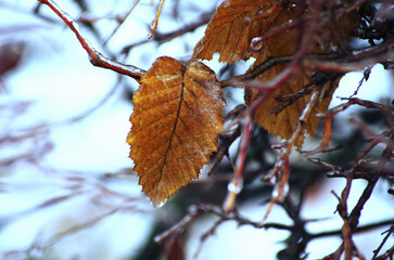 Frozen leaves and tree branches. Winter background.