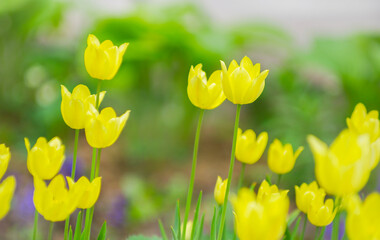 Beautiful yellow tulips on the background