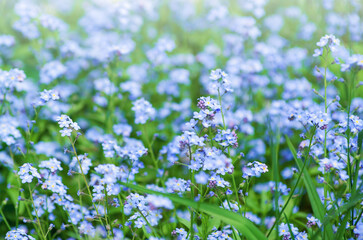 Wild blue flowers on a meadow in summer close-up