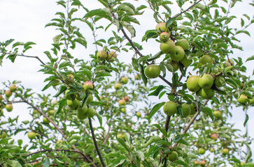 apples on tree summer day