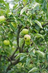 apples on tree summer day