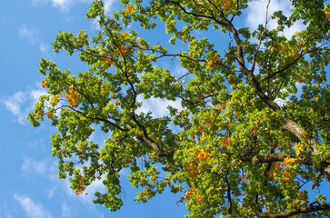 Oak branches with green and yellow leaves in the park