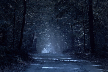 dark path through a mysterious forest at night