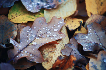 Dry Autumn Oak Leaf Covered by Water Drops of Rain on Ground.