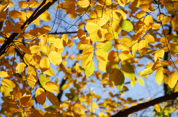 Yellow leaves on a twig in autumn