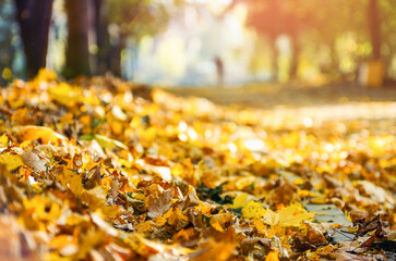 Beautiful Colorful Autumn Leaves Background