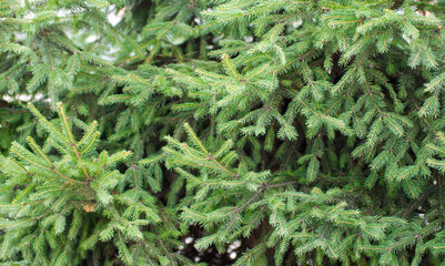 Green spruce background. Coniferous tree. Selective focus.