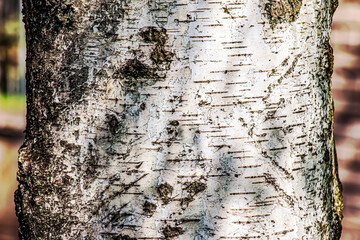 Birch bark texture. The texture of the birch bark. Birch bark background. Birch tree trunk, Betula...