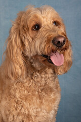 Goldendoodle