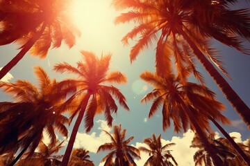 Fototapeta na wymiar concept weather lifestyle tourism vacation travel fashion Summer trees palm tall shining Sun los tree california beach la sunset hot colours gold light background water peaceful sunlight wallpaper