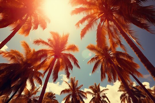 concept weather lifestyle tourism vacation travel fashion Summer trees palm tall shining Sun los tree california beach la sunset hot colours gold light background water peaceful sunlight wallpaper