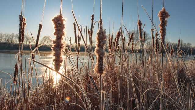 Reeds near a frozen lake in November, Bashkiria