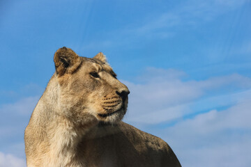Some photos of a majestic lioness in a suny day