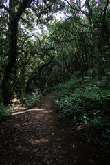 views in laurel forest garajonay in La Gomera 