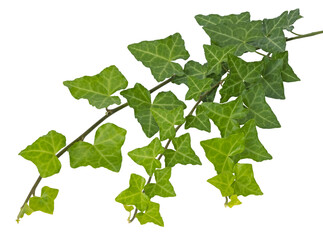 Liane d'Hedera helix	