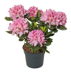 Rhododendron rose en pot	
