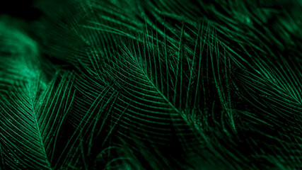  feather bird macro photo. texture or background