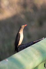 View of red billed oxpecker on tree