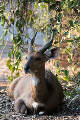 A nice view of southern grysbok
