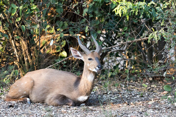 A nice view of southern grysbok