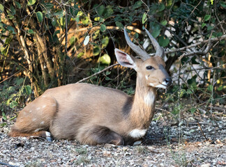 A nice view of southern grysbok