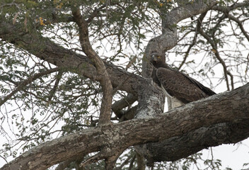 Photo of African crowned eagle on a tree