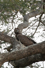 Photo of African crowned eagle on a tree