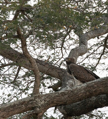 Photo of African crowned eagle on a tree
