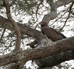 Photo of African crowned eagle on a tree