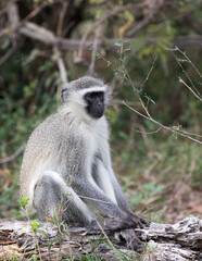 A view of Chlorocebus monkey