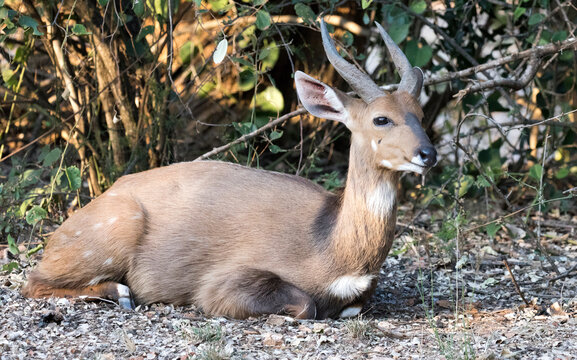 A nice view of southern grysbok