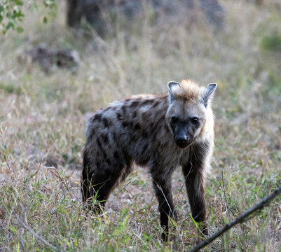 A photo of Hyena