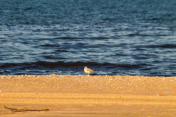 Coastal Patrol: Gull Gliding Above the Beach