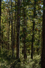 Fototapeta premium Scenic view from Akfadou Forest, Bejaia, Algeria