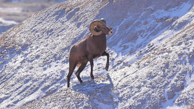 Wild Bighorn Sheep in the rugged landscape of Badlands National Park, South Dakota in the winter.
