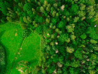 Forest from above