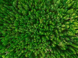 Rolgordijnen Forest from above © thomasmales