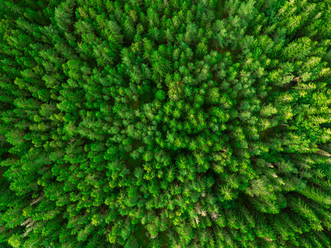 Forest from above