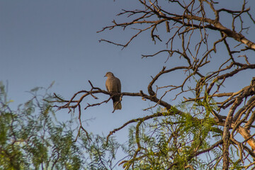 Branch Visitors: Eurasian Collared Dove Birds Perched on Tree Branches