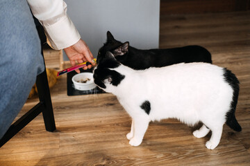 Two Cats Being Fed by Hand in a Home. A person's hand offering a treat to two attentive cats...