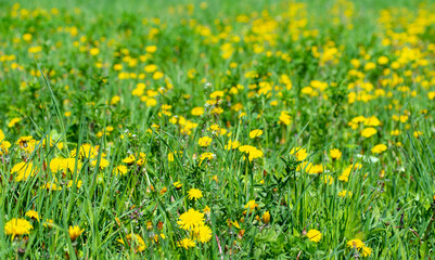 Obraz premium Dandelion on a green meadow